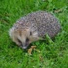 hedgehog